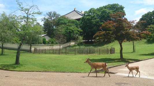 大仏殿(奈良市の東大寺)と境内に遊ぶ？鹿