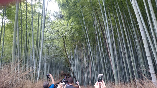 古都京都、嵐山・嵯峨野には屈指の観光スポット「竹林の小路・竹林の道」が・・