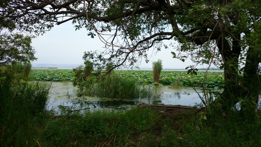 琵琶湖に蓮が群生して