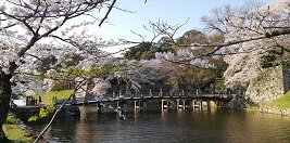 彦根城、満開の桜～滋賀県